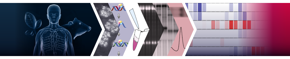 Ribogenesys process