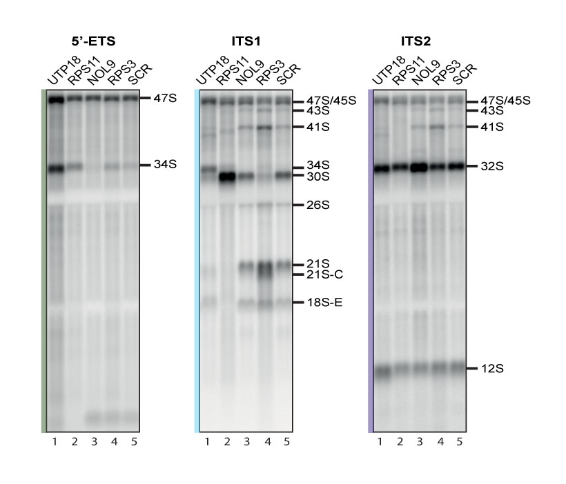 Methodology Calibration Set 1