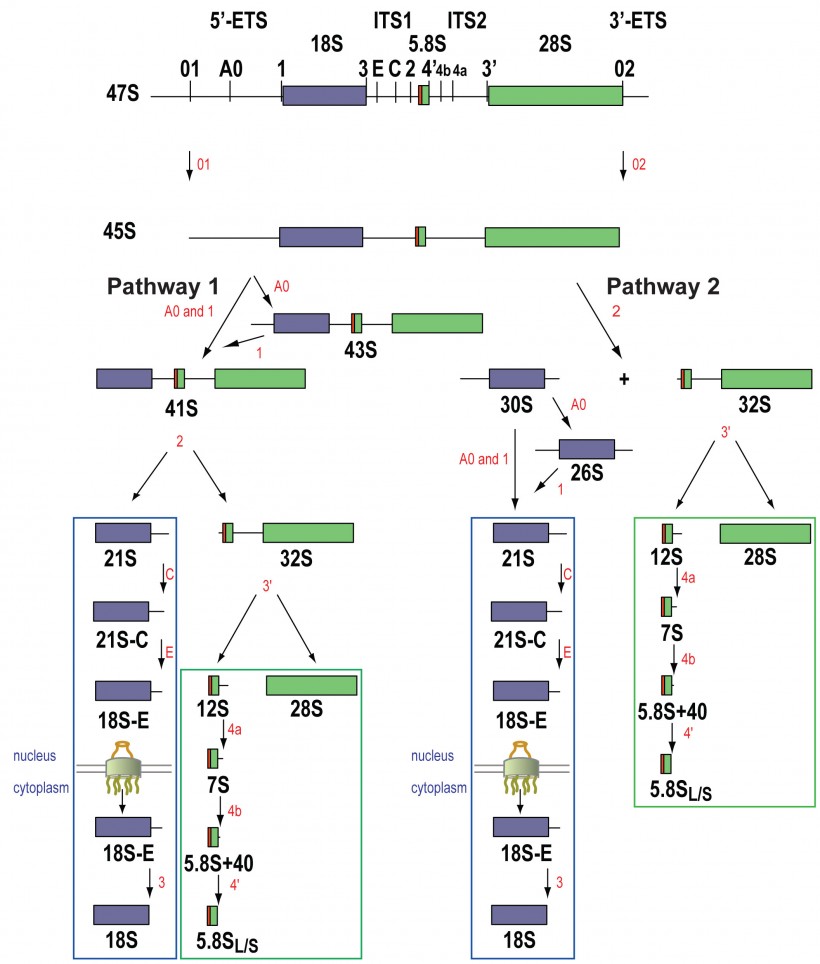 FIG-S1-human-pathway